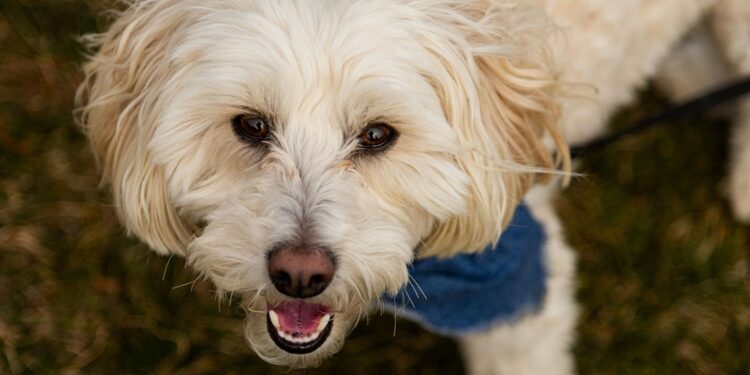 Estos son los pasos para interponer una denuncia por maltrato animal en León