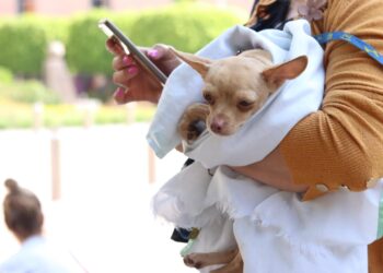 Irapuato tomará acciones contra el maltrato animal