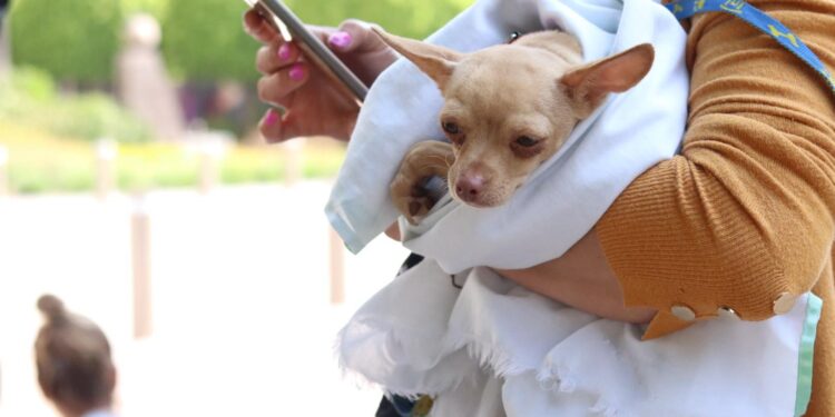 Irapuato tomará acciones contra el maltrato animal