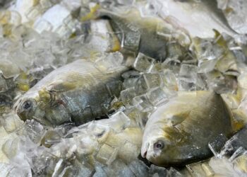 Temporada de Cuaresma: Estas son las recomendaciones para adquirir pescados y mariscos