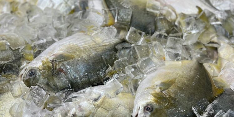 Temporada de Cuaresma: Estas son las recomendaciones para adquirir pescados y mariscos