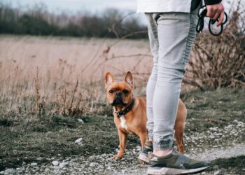 ¿Quieres pasear con tu perro en el Parque Metropolitano de León? Así puedes tramitar su Pasapet