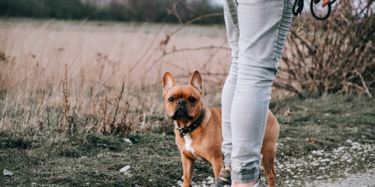 ¿Quieres pasear con tu perro en el Parque Metropolitano de León? Así puedes tramitar su Pasapet