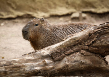 ¿Hace cuánto que no vas al ZooLeón?