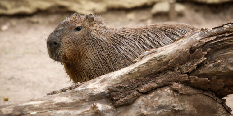 ¿Hace cuánto que no vas al ZooLeón?