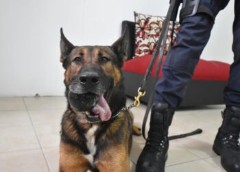 ¿Qué trabajo realizan los integrantes de la Unidad Canina K9 de Guanajuato?
