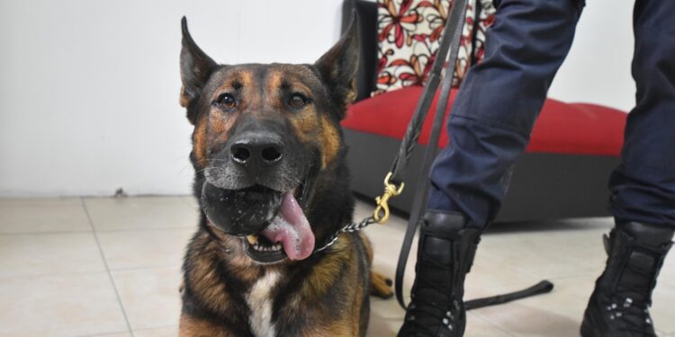 ¿Qué trabajo realizan los integrantes de la Unidad Canina K9 de Guanajuato?