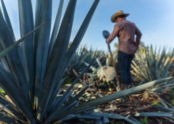 Protege tu hogar: medidas preventivas para reducir el riesgo de robos en vacaciones