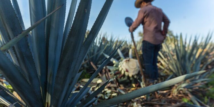 Protege tu hogar: medidas preventivas para reducir el riesgo de robos en vacaciones