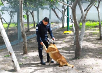Tras jubilarse con honores, perros y caballos de la Policía de León buscan familia adoptiva
