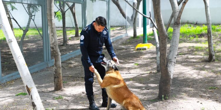 Tras jubilarse con honores, perros y caballos de la Policía de León buscan familia adoptiva