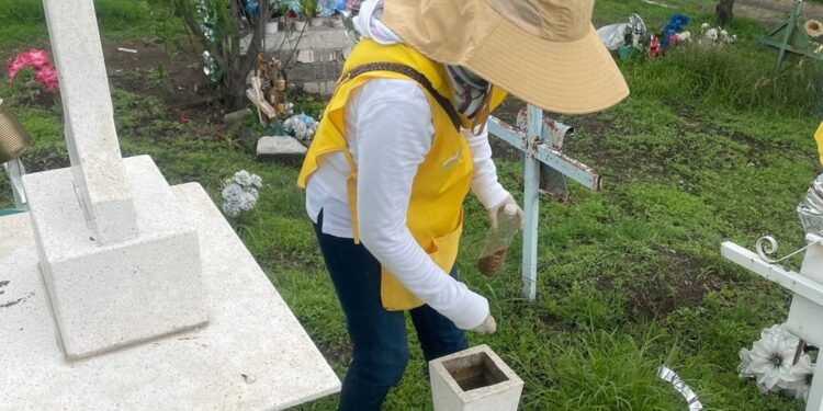 Inicia Operativo Panteones en Guanajuato; ¿cómo puedes contribuir a la estrategia contra el dengue?