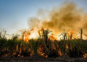 Quema de esquilmo: práctica ilegal que afecta la salud y el medioambiente
