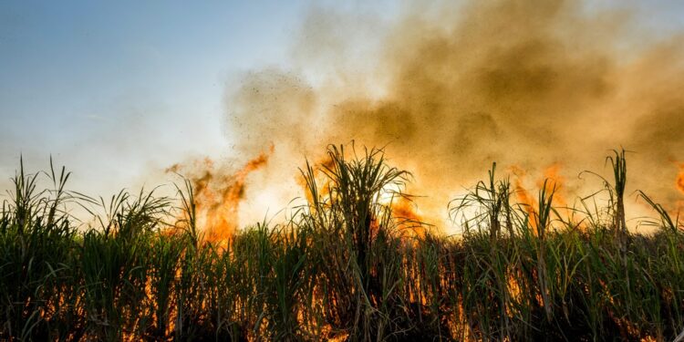 Quema de esquilmo: práctica ilegal que afecta la salud y el medioambiente