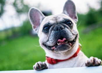 Estos son los municipios de Guanajuato con campaña de vacunación canina y felina