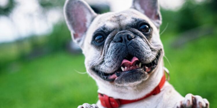 Estos son los municipios de Guanajuato con campaña de vacunación canina y felina