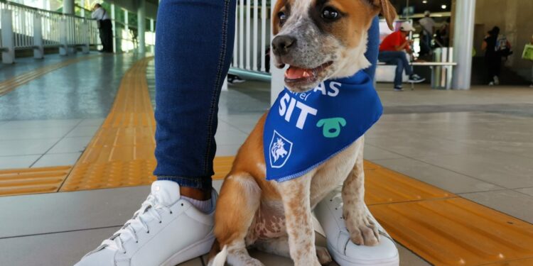 ¿De qué va el Plan de Carreteras Seguras presentado por el Gobierno de Guanajuato?