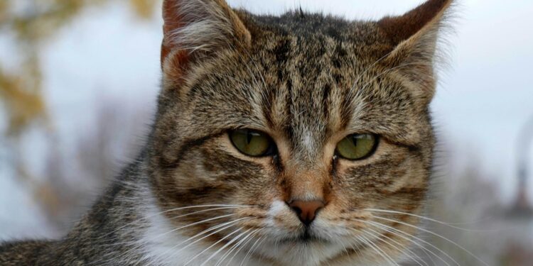 Congreso de Guanajuato eleva a rango constitucional la prohibición del maltrato a los animales