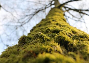 No uses musgo y heno en temporada navideña; te decimos por qué debes evitarlo