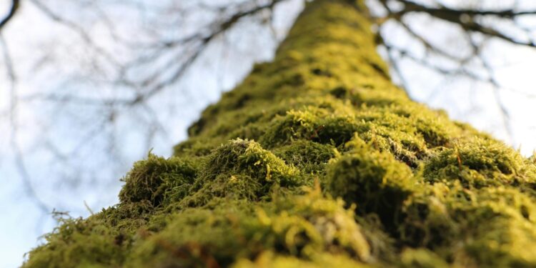 No uses musgo y heno en temporada navideña; te decimos por qué debes evitarlo