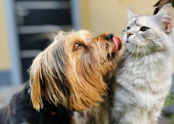 Realizarán en León campaña gratuita de esterilizaciones de perros y gatos; estas son las fechas y sedes