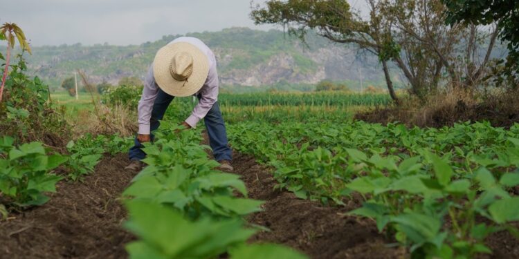 ¿En qué consiste el programa “Oír Bien” del Gobierno de Guanajuato?