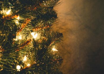 ¡Recicla tu árbol de Navidad! Llévalo al Parque Ecológico de Irapuato