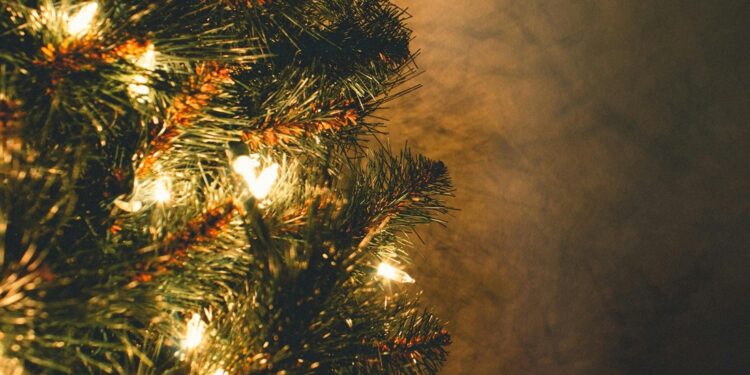 ¡Recicla tu árbol de Navidad! Llévalo al Parque Ecológico de Irapuato