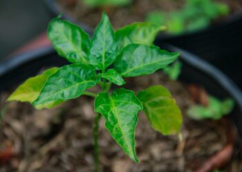 ¡Cuida el medioambiente! León mantiene su programa de donación de árboles y plantas