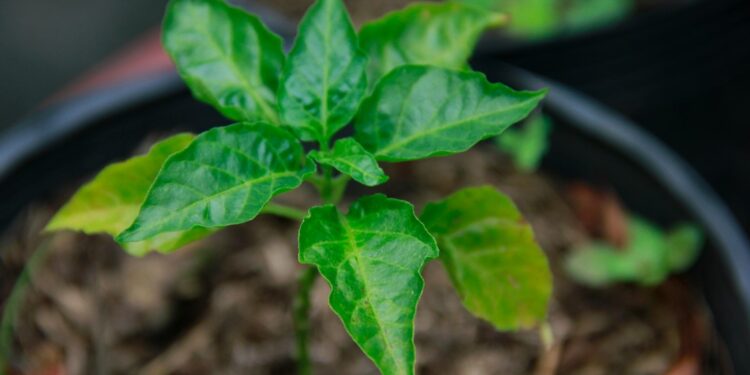 ¡Cuida el medioambiente! León mantiene su programa de donación de árboles y plantas