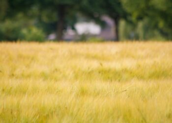 Ayuntamiento de León aprobará regularización de nueve predios en San Juan de Abajo