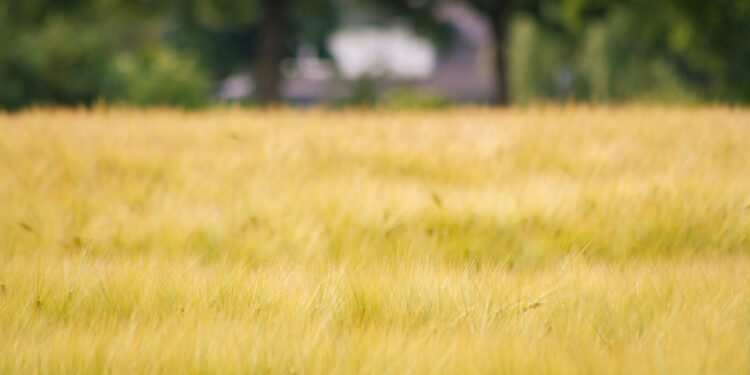 Ayuntamiento de León aprobará regularización de nueve predios en San Juan de Abajo