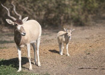 ¿Tienes un negocio que genera emisiones? Así puedes obtener tus permisos ambientales en León