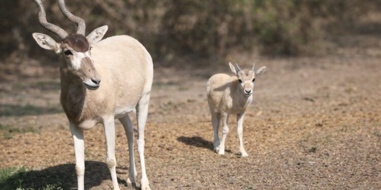 ¿Tienes un negocio que genera emisiones? Así puedes obtener tus permisos ambientales en León