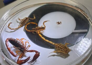 Alistan operativo para eventos religiosos y festividades de Semana Santa y Pascua en Guanajuato