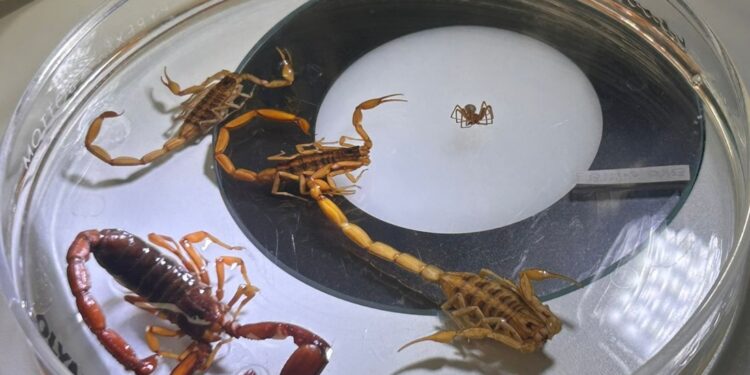 Alistan operativo para eventos religiosos y festividades de Semana Santa y Pascua en Guanajuato