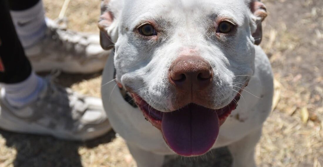 OXXO anunció nueva inversión en Guanajuato; ¿cuántas tiendas abrirán?