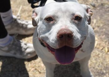 OXXO anunció nueva inversión en Guanajuato; ¿cuántas tiendas abrirán?