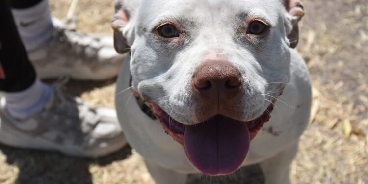 OXXO anunció nueva inversión en Guanajuato; ¿cuántas tiendas abrirán?