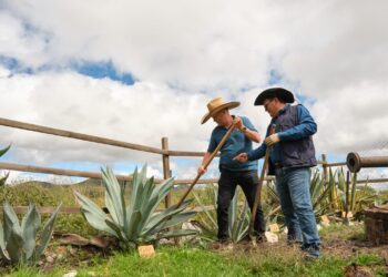 ¡Buenas noticias! Guanajuato suma cuatro municipios más a la Denominación de Origen Mezcal