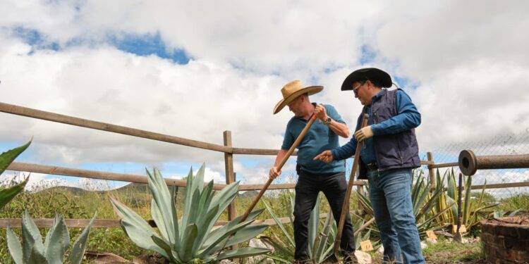 ¡Buenas noticias! Guanajuato suma cuatro municipios más a la Denominación de Origen Mezcal
