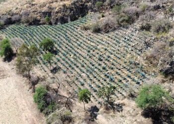 En Guanajuato está prohibido el desmonte para siembra de agave en ANPs; te decimos dónde denunciar