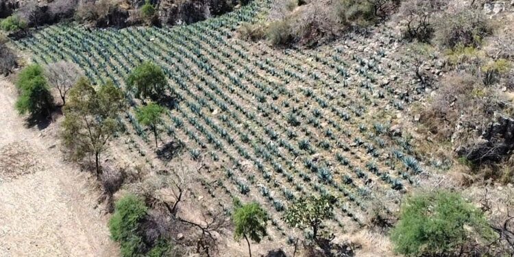 En Guanajuato está prohibido el desmonte para siembra de agave en ANPs; te decimos dónde denunciar