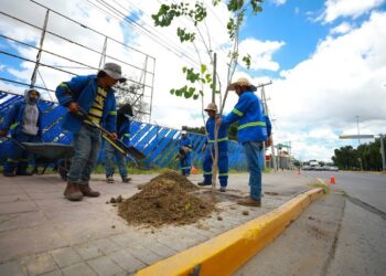 ¿Qué es el programa “Rompe banqueta, planta un árbol” del Gobierno de León?