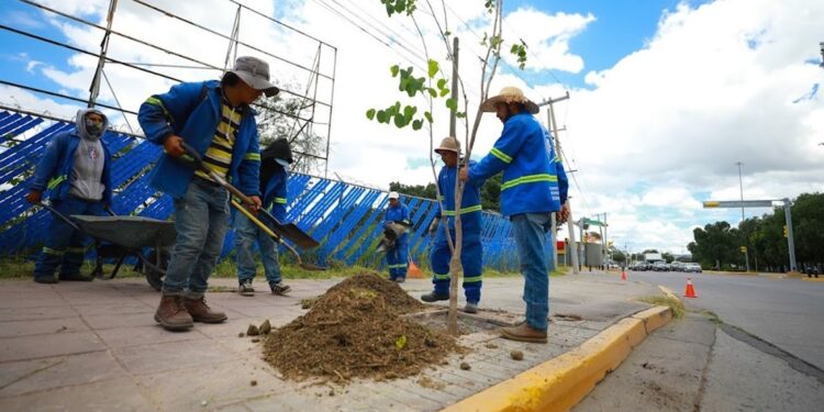 ¿Qué es el programa “Rompe banqueta, planta un árbol” del Gobierno de León?