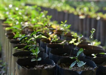 ¿Quieres un árbol gratis en Salamanca? PAOT lanza campaña de adopción durante julio