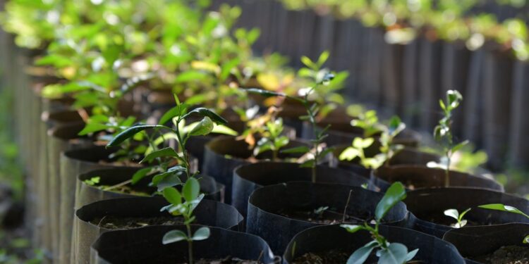 ¿Quieres un árbol gratis en Salamanca? PAOT lanza campaña de adopción durante julio