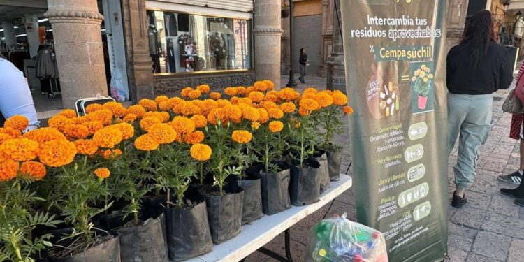 Recicla tus residuos y recibe flores de cempasúchil en León; te decimos cómo participar